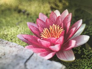afbeelding lotus
