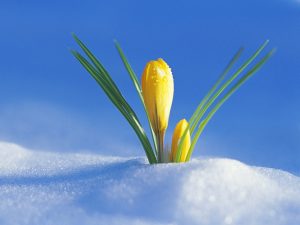 bloem in de sneeuw